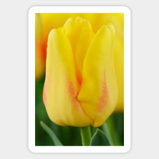 Tulipa  &#39;Ice Lolly&#39;  Tulip Sticker